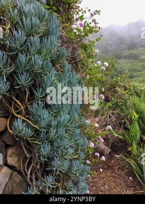 Üppige saftige Pflanzen wachsen entlang einer Steinmauer, während zarte Blumen in der Nähe blühen. Der Morgennebel macht die leuchtenden Farben des Gartens weich, c Stockfoto