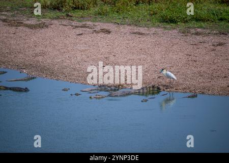 Ein mit einer Kappe bedeckter Reiher (Pilherodius pileatus) an einem Strand mit Yacare-Kaimanen (Caiman yacare) in einem Teich entlang der Transpantaneira-Autobahn im nördlichen Panta Stockfoto