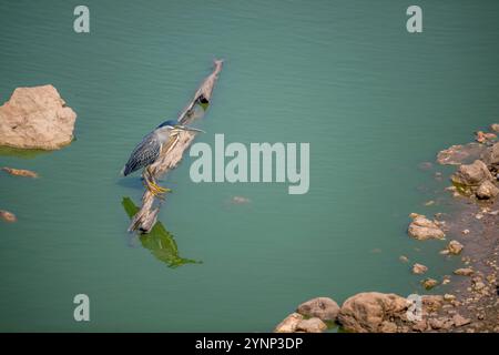 Ein streifenförmiger Reiher (Butorides striata), der auf einem Baumstamm in einem Teich entlang der Transpantaneira-Autobahn im nördlichen Pantanal, Provinz Mato Grosso in br Stockfoto