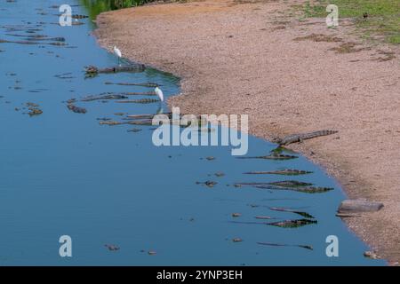 Kappreiher (Pilherodius pileatus) an einem Strand mit Yacare Caimans (Caiman yacare) in einem Teich entlang des Transpantaneira Highway im nördlichen Pantan Stockfoto