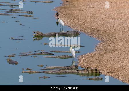 Kappreiher (Pilherodius pileatus) an einem Strand mit Yacare Caimans (Caiman yacare) in einem Teich entlang des Transpantaneira Highway im nördlichen Pantan Stockfoto