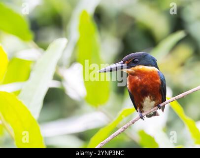 Amerikanischer Pygmy Kingfisher, Chloroceryle aenea, erwachsener Mann, der nach links blickt, auf einem Ast thront; der Pantanal, Brasilien Südamerika. Wilde Vogelwelt. Stockfoto