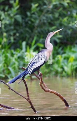 Pantanal Wildtiere - weibliche Erwachsene Anhinga Vogel, Anhinga anhinga oder Südamerika Darter, die an einem Fluss, dem Pantanal, Brasilien Südamerika, thront Stockfoto