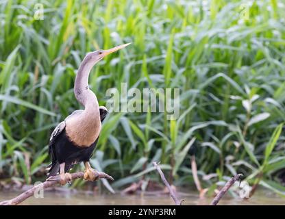 Pantanal Wildtiere - weibliche Erwachsene Anhinga Vogel, Anhinga anhinga oder Südamerika Darter, hoch oben an einem Fluss, dem Pantanal, Brasilien Südamerika Stockfoto