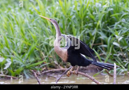 Pantanal Bird – weiblicher Erwachsener Anhinga Bird, Anhinga anhinga oder südamerikanischer Darter, der an einem Fluss thront, dem Pantanal, Brasilien Südamerika Stockfoto