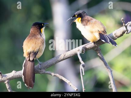 Schwarzes Donacobius-Paar, Donacobius atricapilla, auf einem Zweig thronend, Tierwelt des Pantanal, Brasilien Südamerika; wilde Vögel. Stockfoto