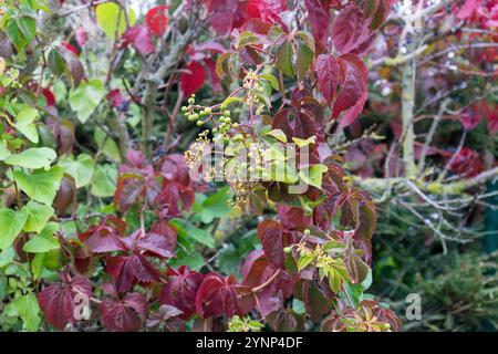 Nahaufnahme von rotem Laub und Früchten von Virginia Creeper im Herbst Stockfoto