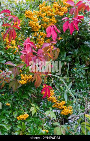 Nahaufnahme von rotem Virginia Kriechwerk und feuerdorn im Herbst Stockfoto