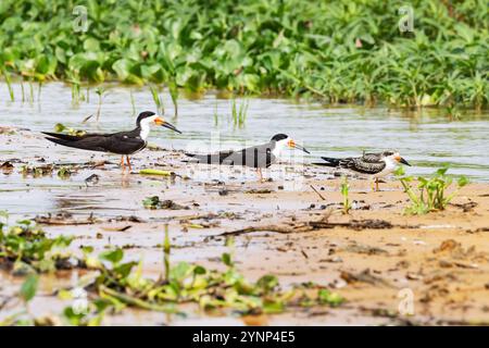 Black Skimmer, Rynchops niger, zwei Erwachsene und ein Jungtier am Boden, Tierwelt des Pantanal, Mato Grosso, Brasilien, Südamerika; Wildvögel. Stockfoto