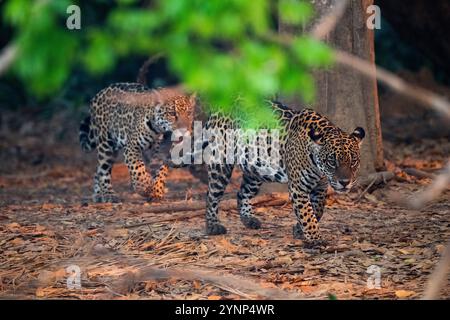 Zwei Jaguar (Panthera onca) Jungen, die an einem der Zuflüsse des Cuiaba River in der Nähe von Porto Jofre im nördlichen Pantanal, Mato G, spazieren Stockfoto