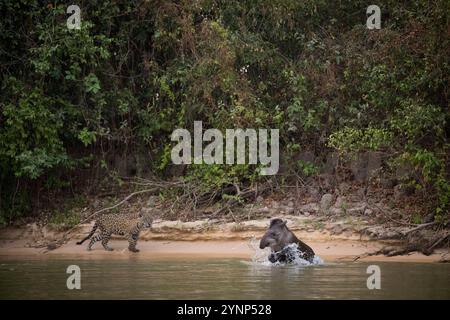 Nachdem der Tapir den Jaguar (Panthera onca) sieht, springt er in die Zuflüsse des Cuiaba River bei Porto Jofre im nördlichen Pantanal, M Stockfoto