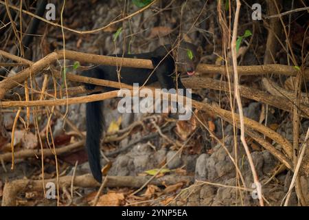 Ein Tayra (Eira barbara), ein allesfressenes Tier aus der Familie der Mustelliden, das in einem Busch nahe dem Fluss Cuiaba bei Porto Jofre im Norden sitzt Stockfoto