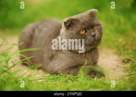 Graue Katze Scottish Fold Rasseportrait im Garten. Stockfoto