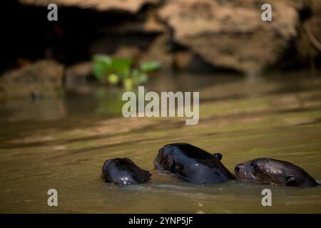 Riesenotter (Pteronura brasiliensis) schwimmen in einem Nebenfluss des Cuiaba in der Nähe von Porto Jofre im nördlichen Pantanal, Ma Stockfoto