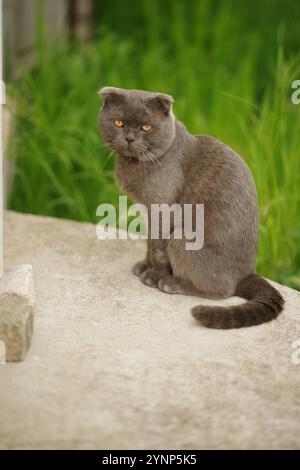 Graue Katze Scottish Fold Rasseportrait im Garten. Stockfoto