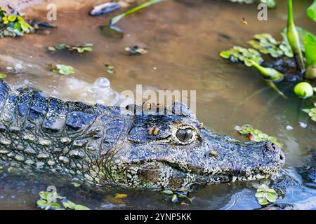 Yacare Caiman oder paraguayischer Caiman, Caiman yacare, Nahaufnahme des Kopfes; Tierwelt im Pantanal, Brasilien, Südamerika. Vorwiegend nächtliches Reptilientier. Stockfoto