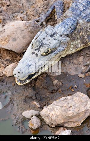 Yacare Caiman oder paraguayischer Caiman, Caiman yacare, Nahaufnahme des Kopfes; Tierwelt im Pantanal, Brasilien, Südamerika. Vorwiegend nächtliches Reptilientier. Stockfoto