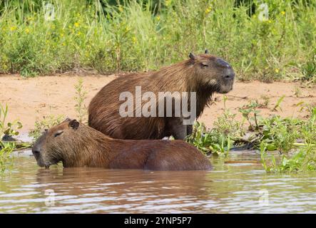 Capybara-Paar, Hydrochoerus hydrochaeris; männlich stehend, weiblich im Wasser; größte der Nagetierfamilie, Pantanal-Tier, Pantanal-Brasilianisches Tier. Stockfoto