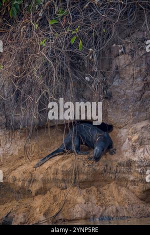 Riesenotter (Pteronura brasiliensis) an ihrer Höhle, ein Loch, das in das Ufer des Cuiaba-Flusses bei Porto Jofre im nördlichen Pantanal gegraben wurde, Stockfoto