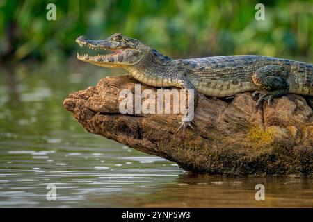 Ein junger Yacare-Kaiman (Caiman yacare) auf einem Baumstamm in einem Nebenfluss des Cuiaba-Flusses in der Nähe von Porto Jofre im nördlichen Pantanal, Provinz Mato Grosso in B Stockfoto
