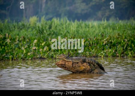 Ein junger Yacare-Kaiman (Caiman yacare) auf einem Baumstamm in einem Nebenfluss des Cuiaba-Flusses in der Nähe von Porto Jofre im nördlichen Pantanal, Provinz Mato Grosso in B Stockfoto
