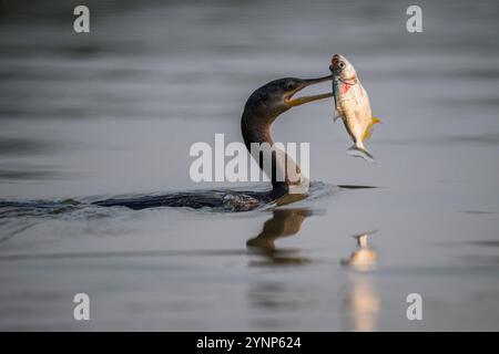 Ein neotroper Kormoran (Phalacrocorax brasilianus) fing eine Piranha in einem Nebenfluss des Cuiaba River bei Porto Jofre im nördlichen Pantanal, Mato Stockfoto