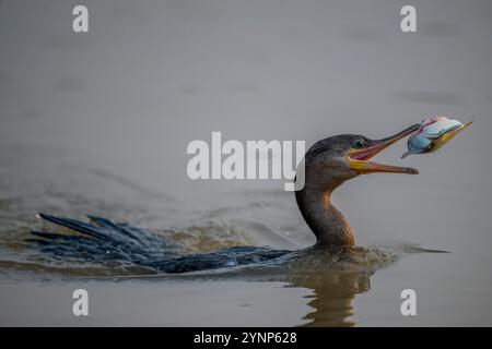 Ein neotroper Kormoran (Phalacrocorax brasilianus) fing eine Piranha in einem Nebenfluss des Cuiaba River bei Porto Jofre im nördlichen Pantanal, Mato Stockfoto