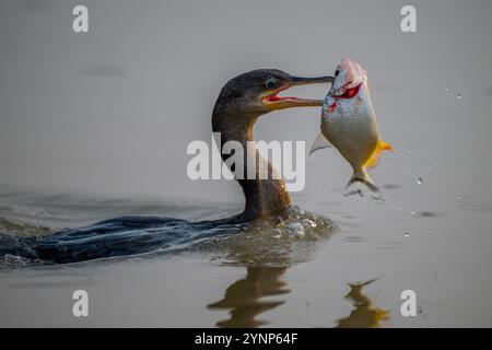 Ein neotroper Kormoran (Phalacrocorax brasilianus) fing eine Piranha in einem Nebenfluss des Cuiaba River bei Porto Jofre im nördlichen Pantanal, Mato Stockfoto