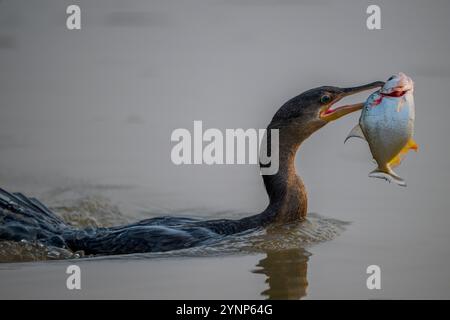 Ein neotroper Kormoran (Phalacrocorax brasilianus) fing eine Piranha in einem Nebenfluss des Cuiaba River bei Porto Jofre im nördlichen Pantanal, Mato Stockfoto