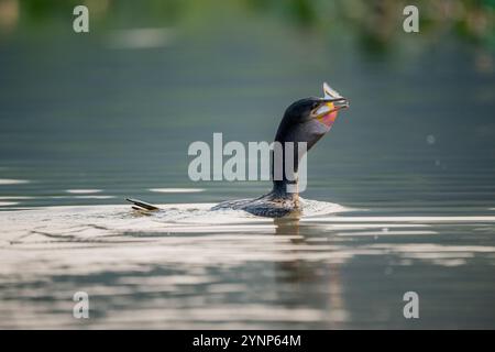 Ein neotroper Kormoran (Phalacrocorax brasilianus) schluckt eine Piranha in einem Nebenfluss des Cuiaba River bei Porto Jofre im nördlichen Pantanal Stockfoto