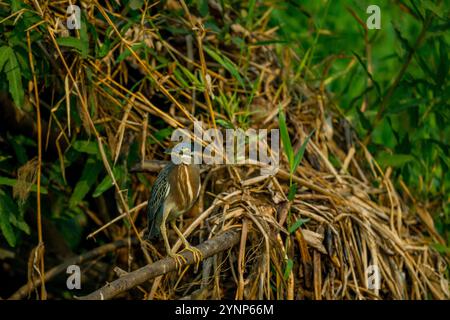 Ein streifenförmiger Reiher (Butorides striata) thronte entlang eines Zuflusses des Cuiaba bei Porto Jofre im nördlichen Pantanal, Provinz Mato Grosso in Stockfoto