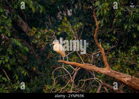 Ein mit einer Kappe bedeckter Reiher (Pilherodius pileatus), der in einem Baum an einem Nebenfluss des Cuiaba bei Porto Jofre im nördlichen Pantanal, Mato Grosso p., thront Stockfoto