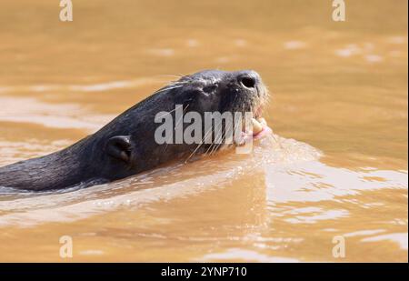 Ein Riesenfluss Otter, Pteronura brasiliensis, Erwachsene Schwimmen, gefährdete Arten, die Pantanal Feuchtgebiete, Pantanal, Brasilien, Südamerika Stockfoto