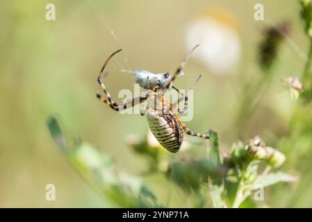 Banded Garden Spider (Argiope trifasciata) mit Beute auf ihrem Netz in Mexiko Stockfoto