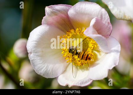 Ein schwarz-gelb gestreifter hoverfly sammelt in seiner natürlichen Umgebung Nektar von der Blume, einer gewöhnlichen Blumenfliege Stockfoto