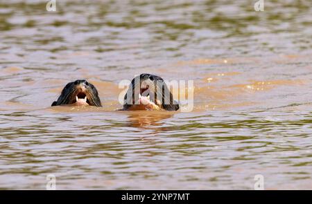 Riese River Otter, Pteronura brasiliensis, ein Paar Erwachsene Schwimmen, Pantanal, Brasilien Südamerika. Gefährdete Tierwelt Stockfoto