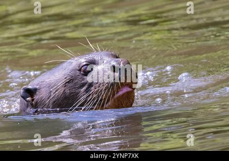 Ein Riesenfluss Otter, Pteronura brasiliensis, Erwachsene Schwimmen, gefährdete Arten, die Pantanal Feuchtgebiete, Pantanal, Brasilien, Südamerika Stockfoto