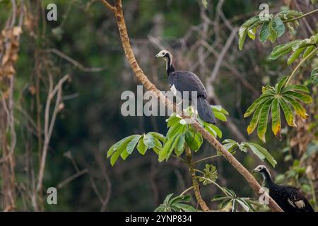 Ein blauschlauchiges Rohr guan (Pipile cumanensis), das in einem Baum in der Nähe von Porto Jofre im nördlichen Pantanal in der brasilianischen Provinz Mato Grosso thront. Stockfoto