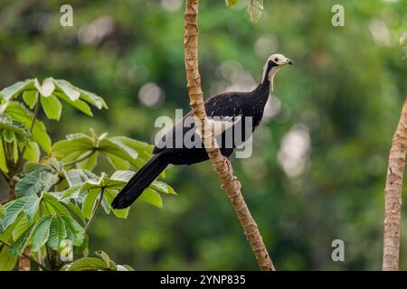 Ein blauschlauchiges Rohr guan (Pipile cumanensis), das in einem Baum in der Nähe von Porto Jofre im nördlichen Pantanal in der brasilianischen Provinz Mato Grosso thront. Stockfoto