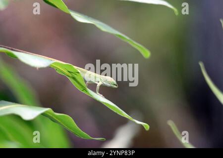 Eine grüne Anole (Anolis carolinensis), auch bekannt als Carolina Anole Stockfoto