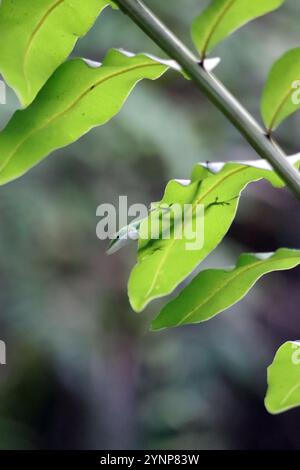 Eine grüne Anole (Anolis carolinensis), auch bekannt als Carolina Anole Stockfoto