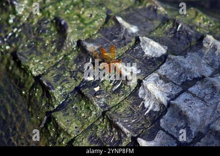 Libelle auf der Rückseite eines Alligators Stockfoto