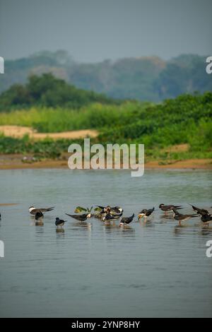 Eine Gruppe von Schwarzen Skimmern (Rynchops niger), die ihre Federn an einer Sandbank des Cuiaba River in der Nähe von Porto Jofre im nördlichen Pantanal, Mato G, presten Stockfoto