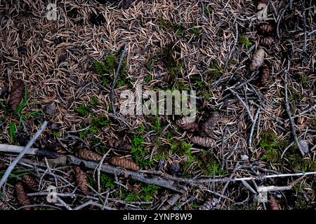 Alpine Canadian Forest Floor, Nahaufnahme Makrofotografie Stockfoto