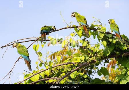 Goldener Kragenara, Primolius auricollis; im Regenwald; Pantanal Vögel und Tierwelt; Pantanal, Brasilien, Südamerika. Vier Aras. Stockfoto