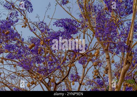 Ein Jacarandabaum in der kleinen Stadt Pocone, nahe dem Eingang der Transpantaneira Road zum nördlichen Pantanal, Bundesstaat Mato Grosso, Brasilien. Stockfoto