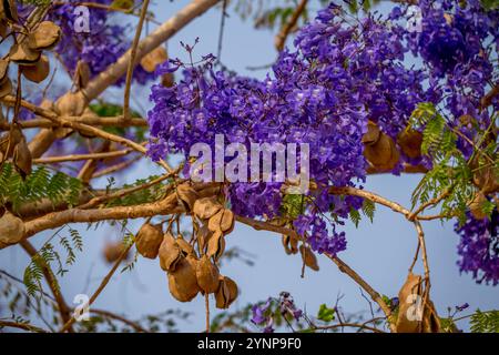 Ein blühender Jacarandabaum mit Samenkörnern in der kleinen Stadt Pocone, nahe dem Eingang der Transpantaneira Road zum Northern Pantanal, Bundesstaat Stockfoto