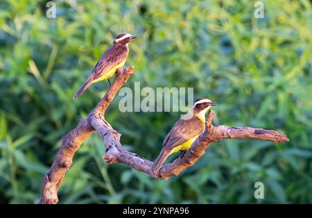 Großer Kiskadee, Pitangus sulfonatus; Paar auf einem Zweig, Passvögel, Tierwelt des Pantanal, Mato Grosso, Brasilien, Südamerika; wilder Vogel. Stockfoto