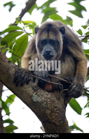 Ein vorerwachsener männlicher Schwarzer Brüllaffen, Alouatta caraya, sitzt auf einem Baum, der Pantanal, Brasilien, Südamerika. Stockfoto