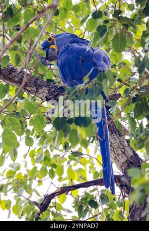 Hyazintharas, Anodorhynchus hyacinthinus oder Hyazintharas in freier Wildbahn; eine vom Aussterben bedrohte Papageienvogelart; Pantanal, Brasilien, Südamerika Stockfoto